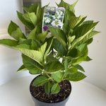 Hydrangea macrophylla witte scherm