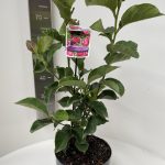 Magnolia Genie ®
