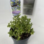 Ceanothus Eldorado