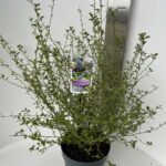 Ceanothus Eldorado