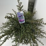 Ceanothus Emily Brown