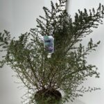 Ceanothus Julia Phelps