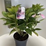 Hydrangea macrophylla roze scherm