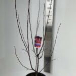 Malus Scarlet