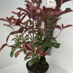 Photinia fras. Camilvy