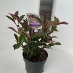Photinia Carre Rouge