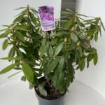 Rhododendron hyb. Catawbiense Grandiflorum