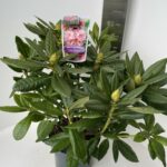 Rhododendron hyb. Cosmopolitan