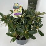 Rhododendron yak. Golden Torch