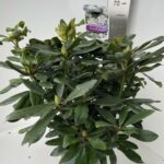 Rhododendron hyb. Madame Masson