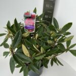 Rhododendron hyb. Vulcan Flame