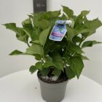 Hydrangea macrophylla blauwe bol
