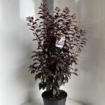 Prunus  Crimson Point