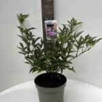 Sambucus Black Beauty®