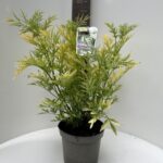 Sambucus Golden Tower®