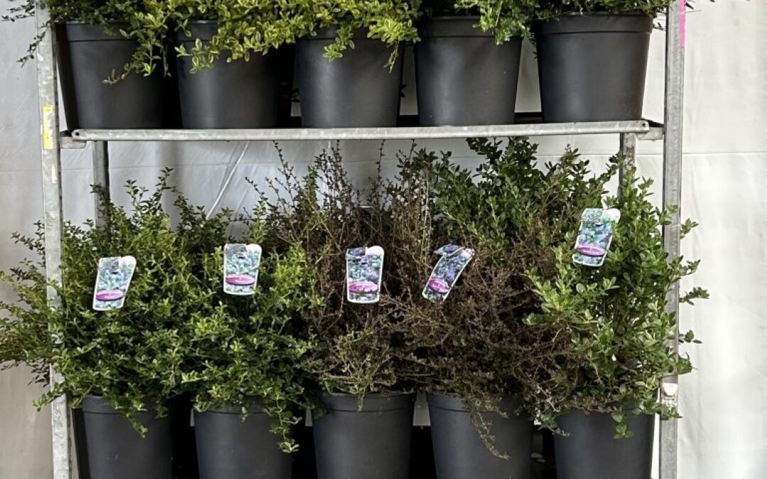 Ceanothus c10 mix cc